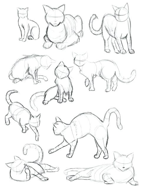 489x638 Cat Drawing Step By Step Step By Step Drawing Cats Best Cat