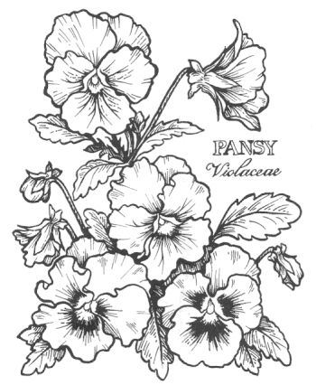 350x426 1410 Best Flower Drawings Images On Flower Drawings