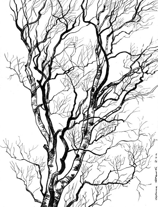 Birch Drawing