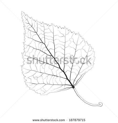 Birch Drawing at GetDrawings | Free download