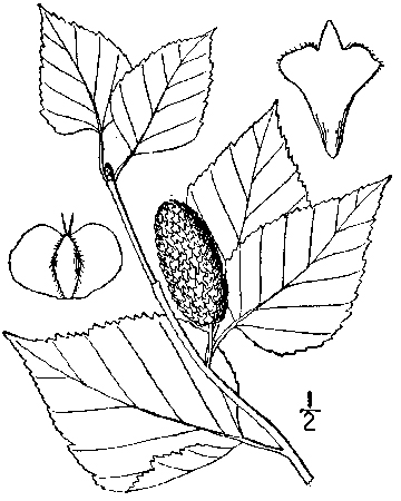 360x450 Paper Birch, Betula Papyrifera Marshall