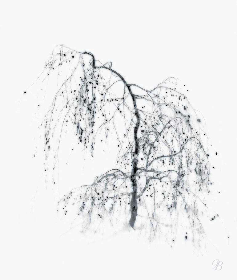 770x909 Saatchi Art Weeping Silver Birch. Limited Edition No. 212
