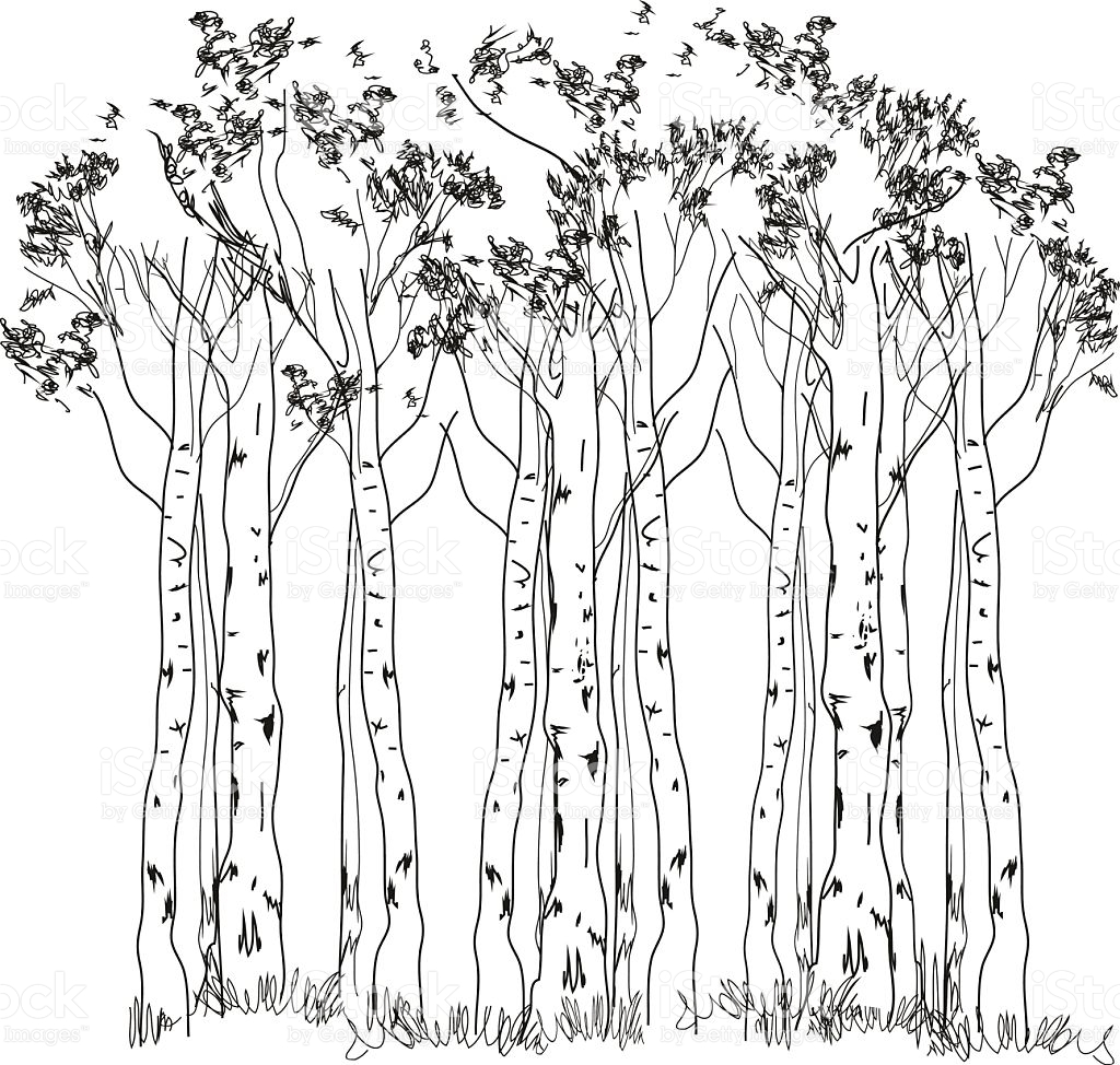 1024x974 Collection Of Birch Forest Drawing High Quality, Free