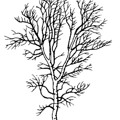 400x400 The White Birch (@twbmassage) Twitter