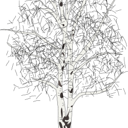 250x250 Birch Archives