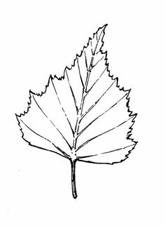 236x325 Birch Buds Drawing
