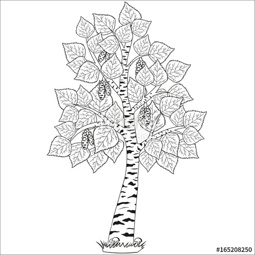 500x500 Vector Drawn Stylized Birch Stock Image And Royalty Free Vector