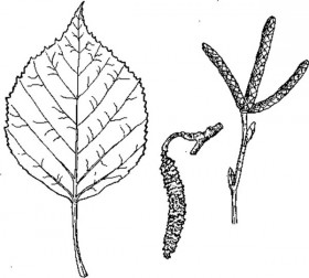 280x252 Betula Papyrifera (Paper Birch) Betulaceae Environmental Studies