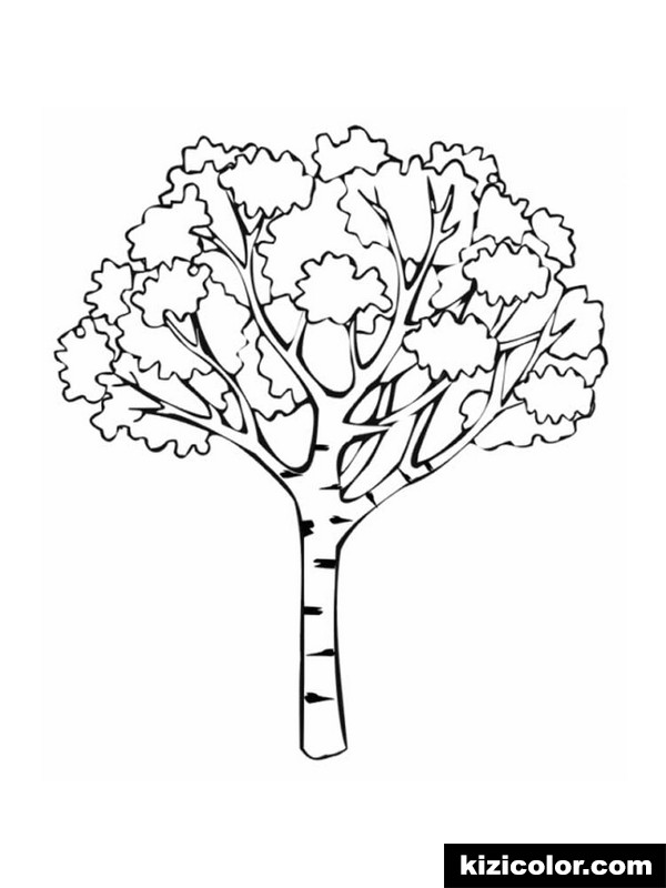 600x800 Birch Tree 6