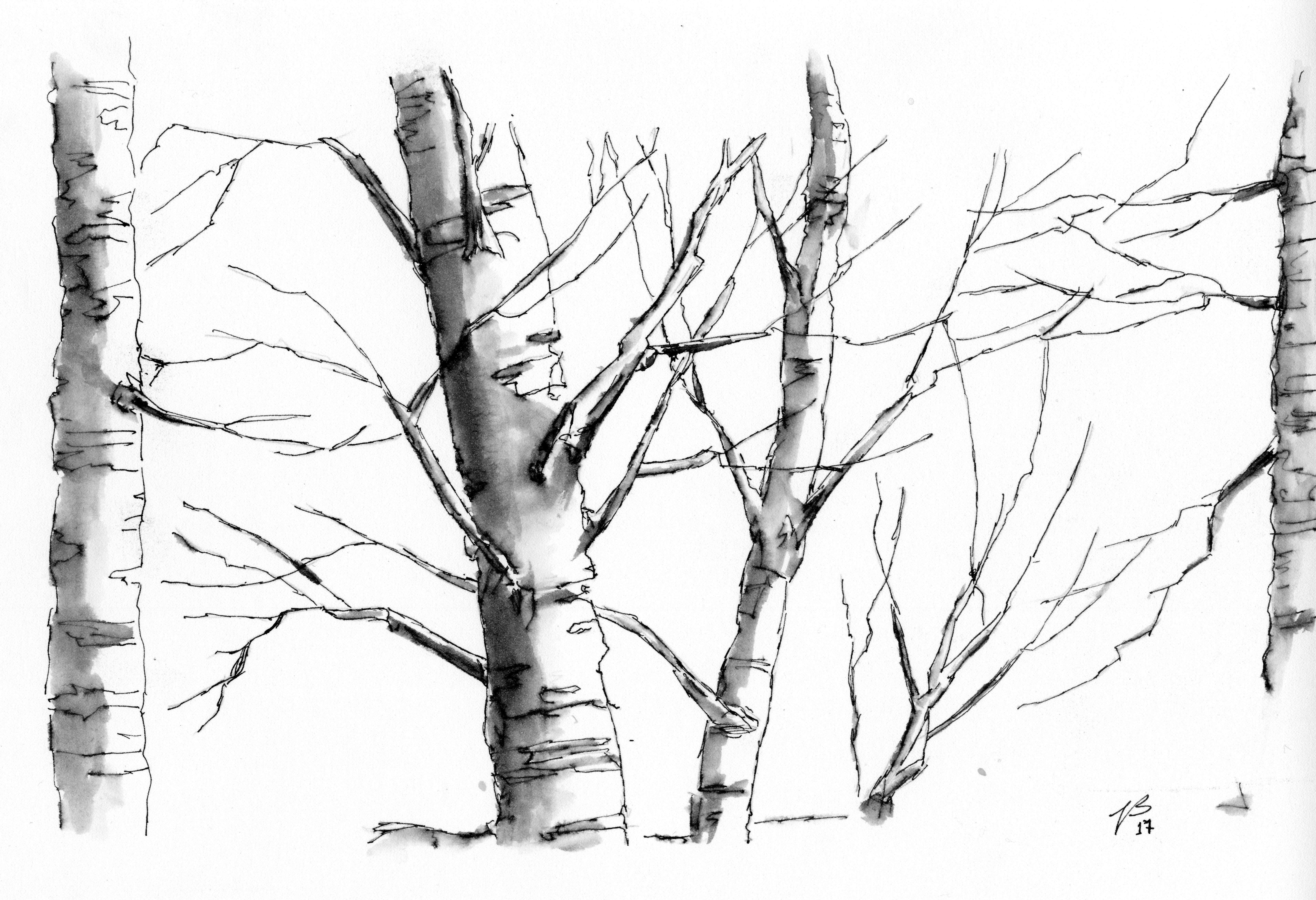 6704x4588 Birch Trees In Black Ink Using Fountain Pen And Water Brush