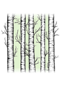 212x300 White Birch Drawings Fine Art America