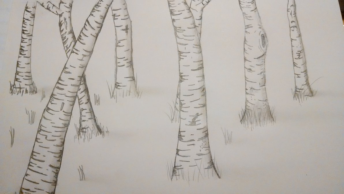 Birch Drawing at GetDrawings | Free download