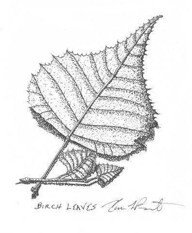 397x482 Black And White Drawing Of A Birch Leaf