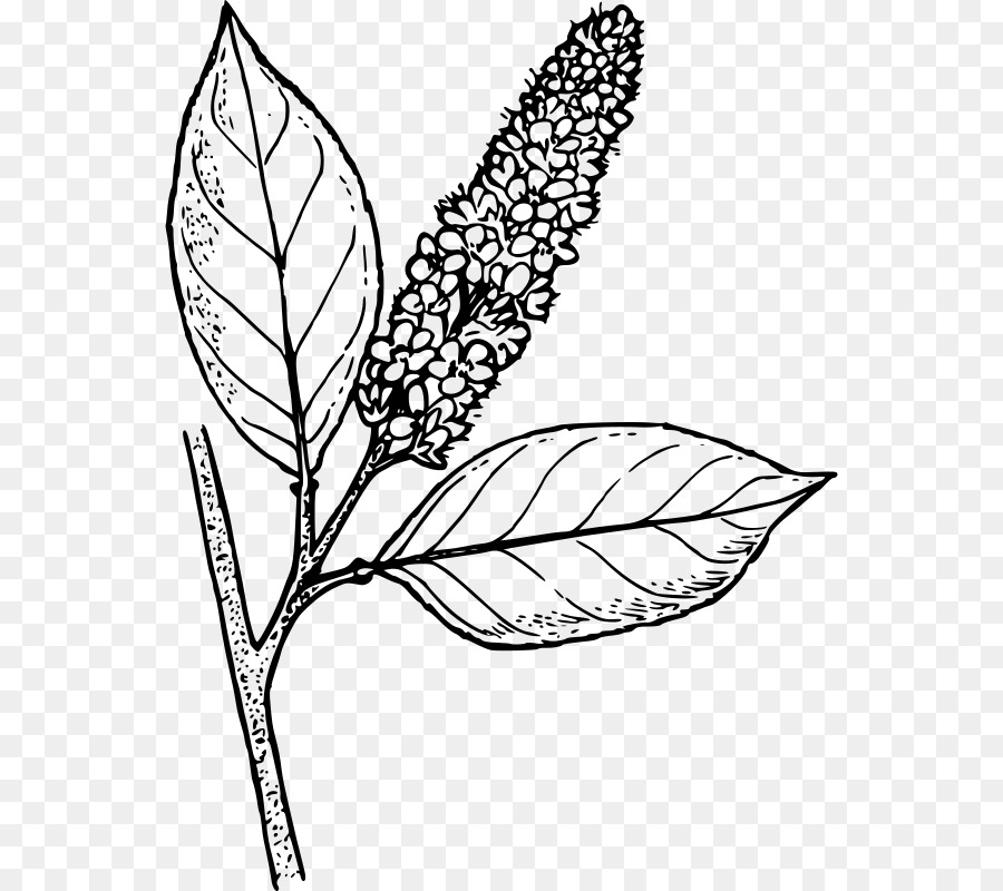 900x800 Line Art Bitter Berry Drawing Clip Art