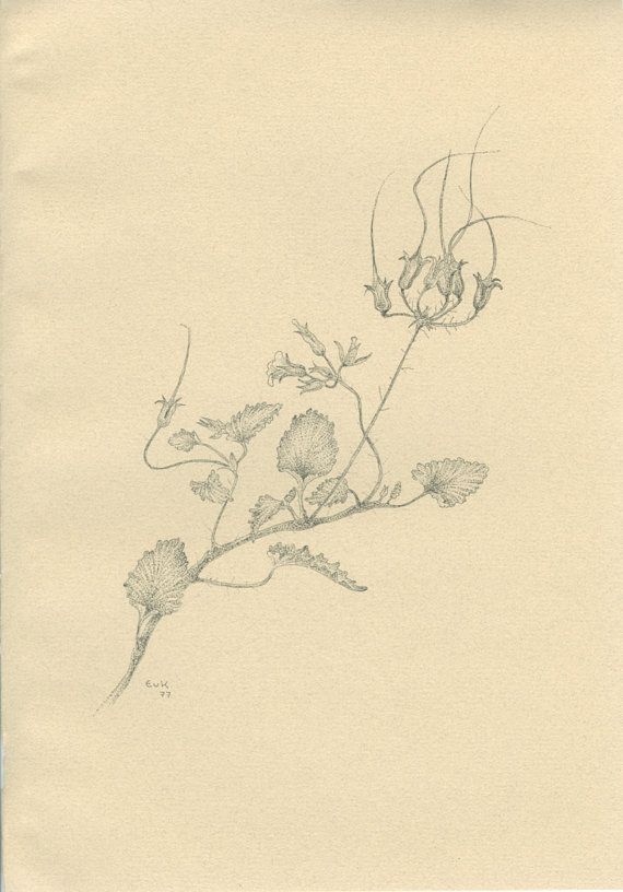 570x816 Balsam Apple, Bitter Gourd, Vintage Botanical Print 214, Medicinal