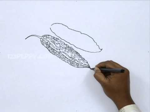 480x360 How To Draw Bitter Gourd