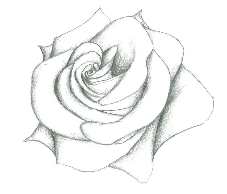 736x630 Flower Drawings Wild Rose Drawing And Sketch With Black White Line