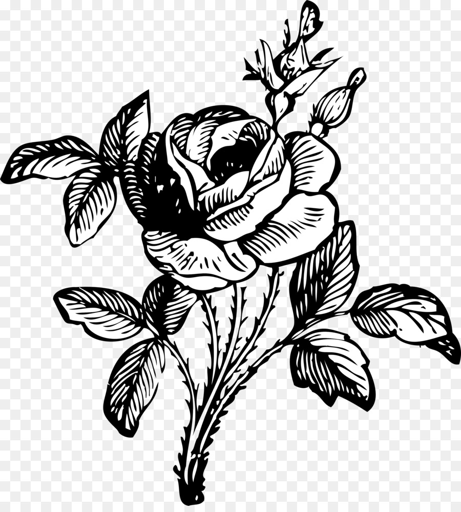 900x1000 Rose Flower Drawing Clip Art
