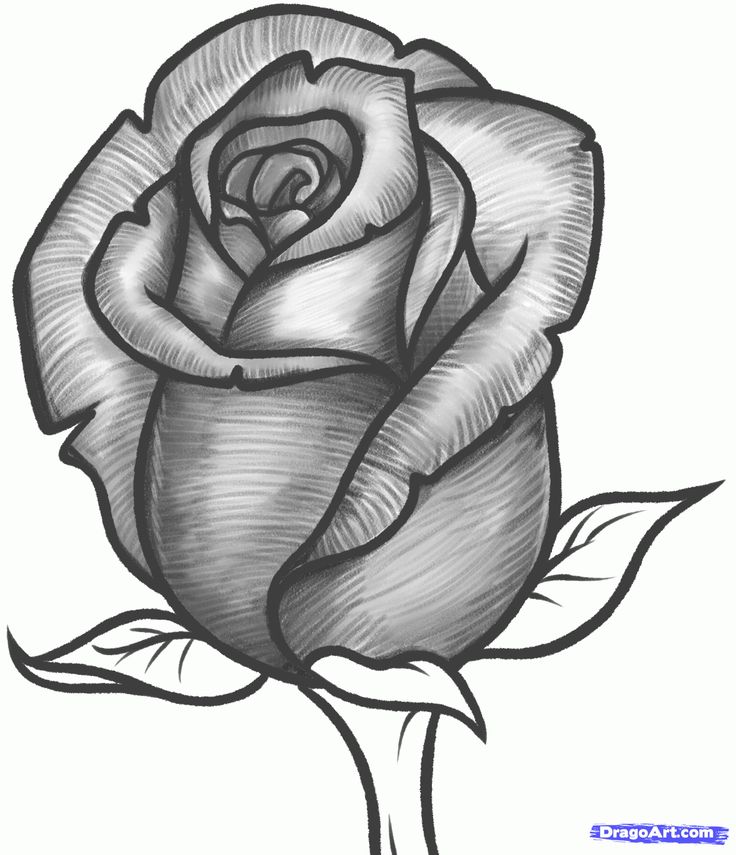 736x855 How To Draw A Rose Bud, Rose Bud Step 10 Things I Can'T Afford