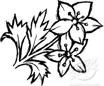 350x291 Black And White Flower Drawing Same Day Flower Delivery