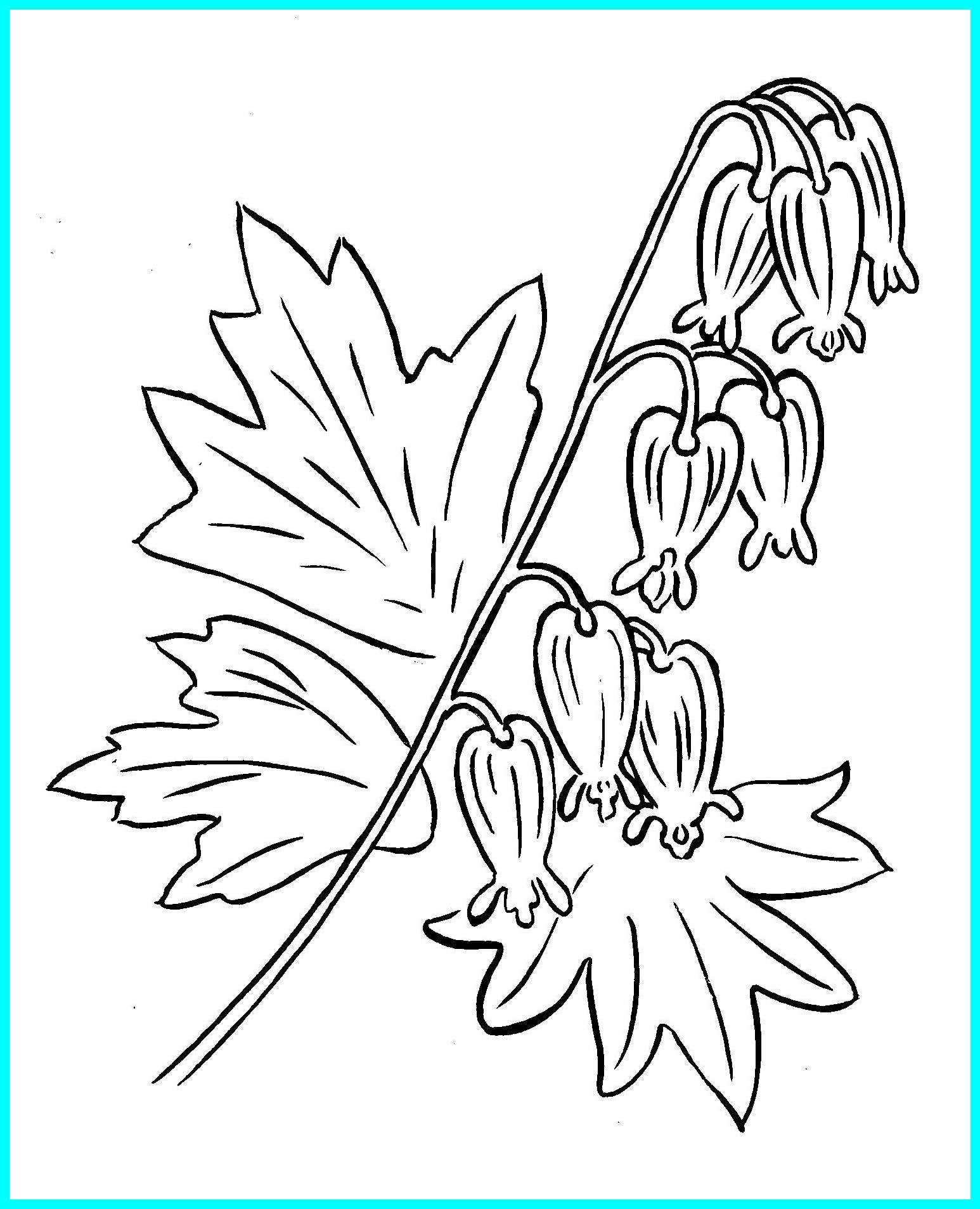 1546x1906 Best Bleeding Heart Plant Painting And Drawing Picture