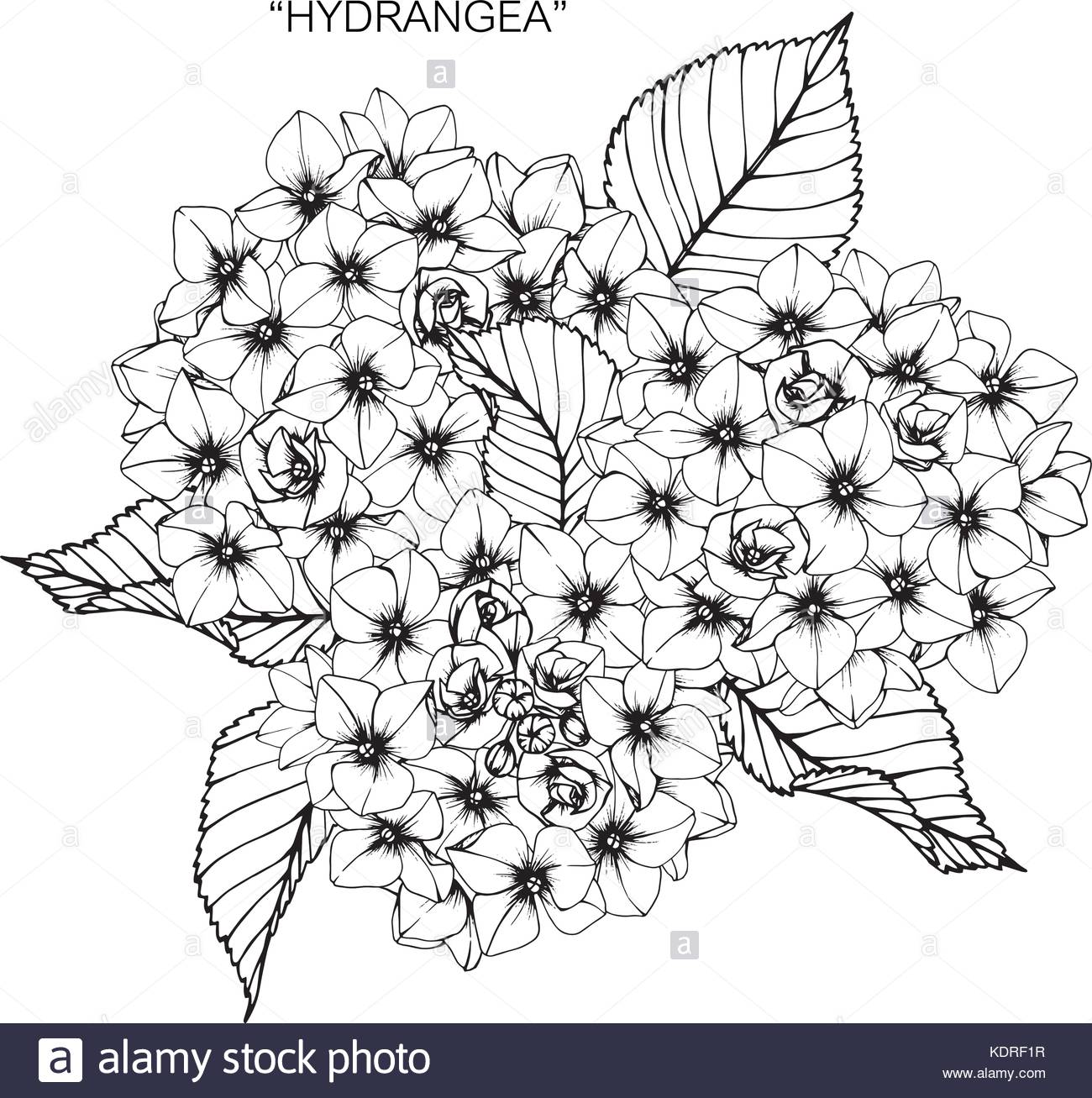 1300x1307 Hydrangea Flower Drawing Illustration. Black And White With Line
