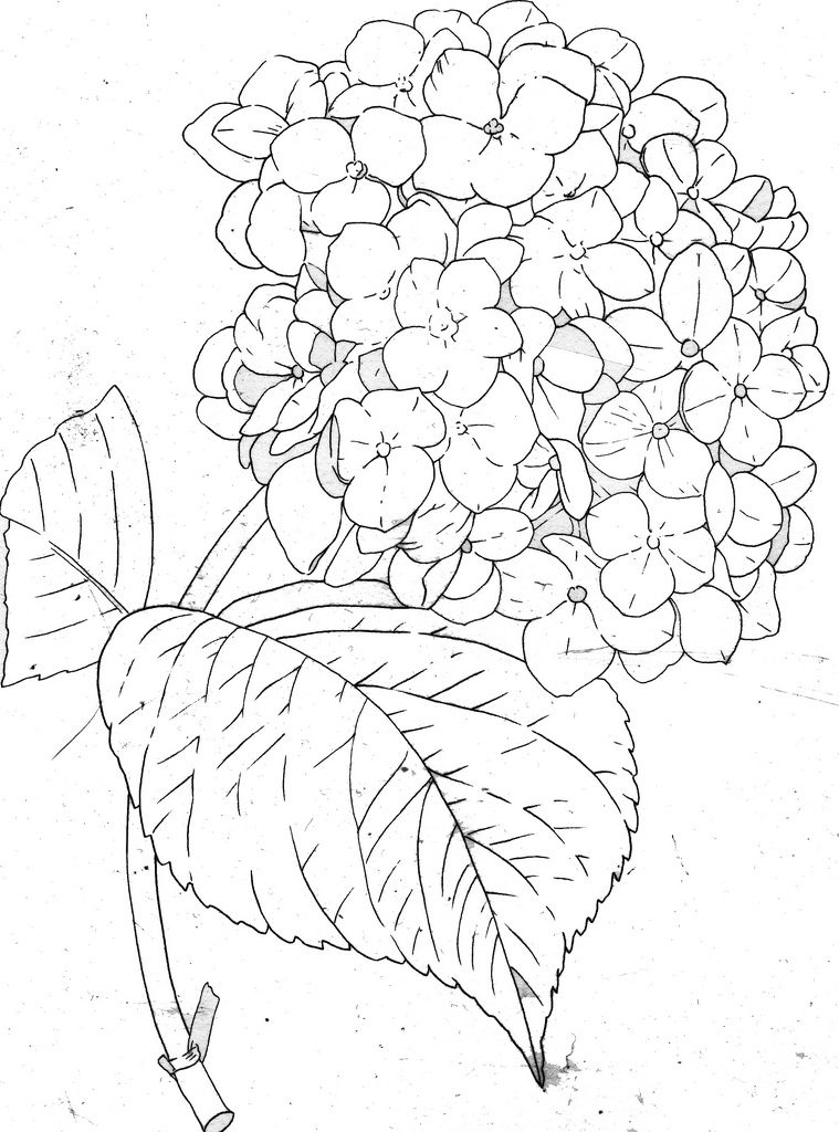 759x1024 Hydrangea Line Hydrangea, Drawings And Flowers