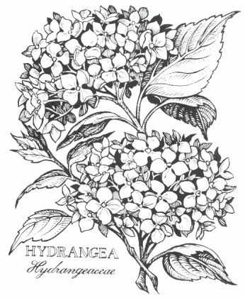 346x420 Hydrangea Flower Flower Hydrangea Flower