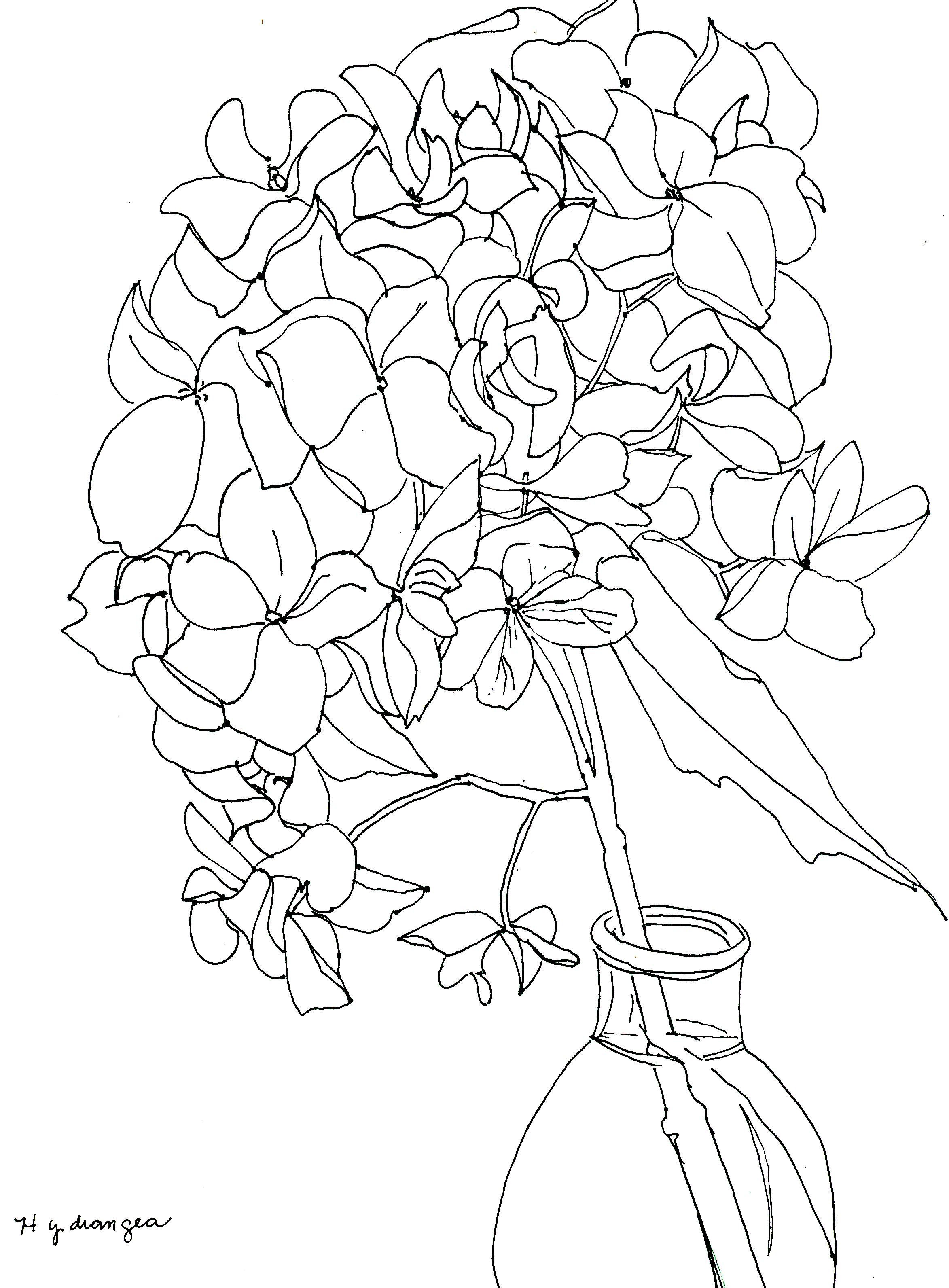 2346x3184 Line Drawing Of Hydrangeas
