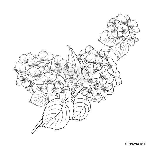 500x500 Blooming Flower Hydrangea On White Background. Mop Head Hydrangea