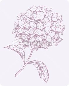 236x295 Seamless Pattern Hortensia Hydrangea Black Amp White