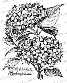 236x291 Hydrangea Drawing Liz Reed.co.uk Ltbgthydrangealtgt 3 Copy