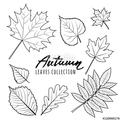 500x500 Set Of Vector Autumn Leaves. Black And White Outline Hand Drawn