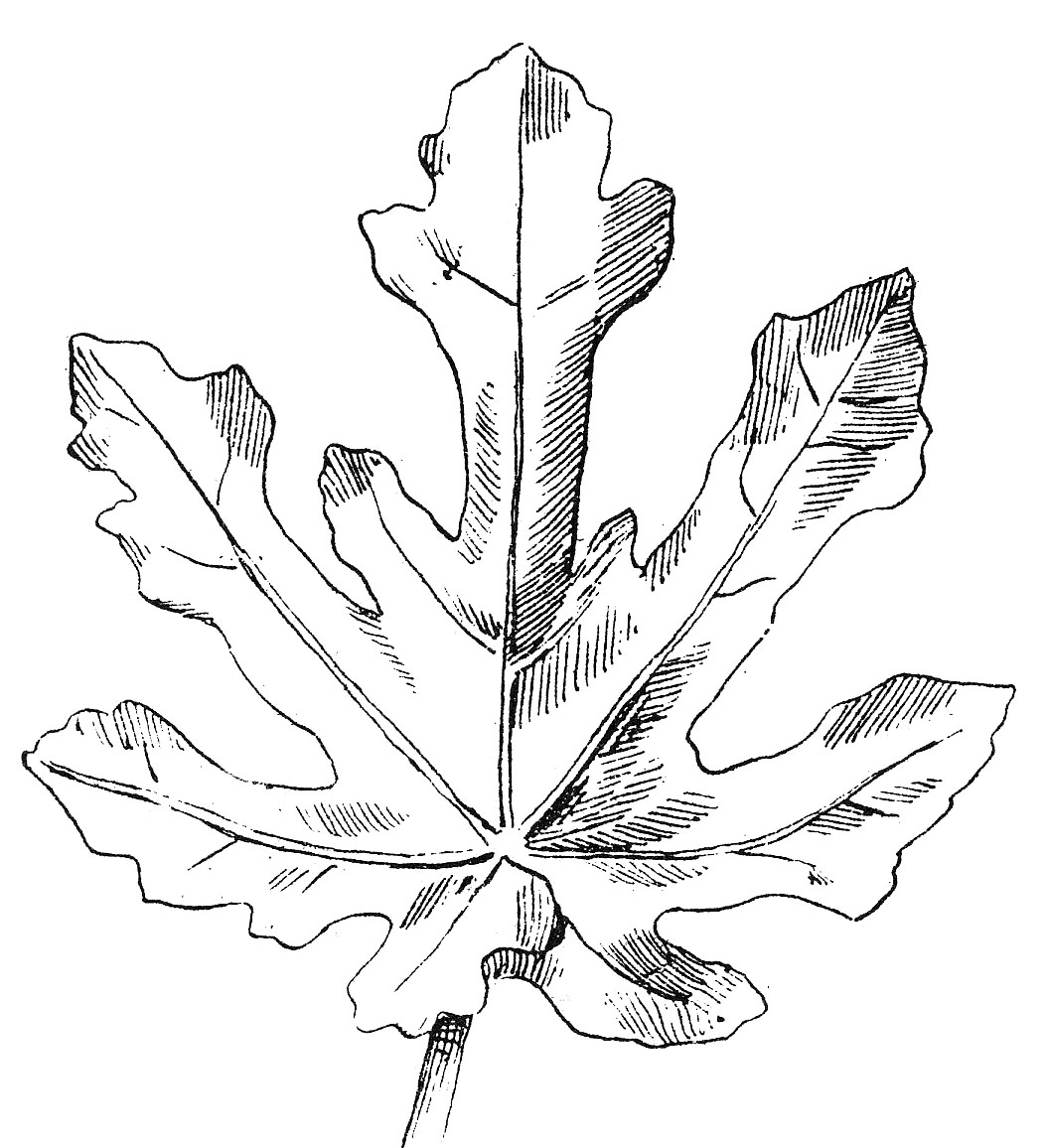 1052x1156 Vintage Clip Art