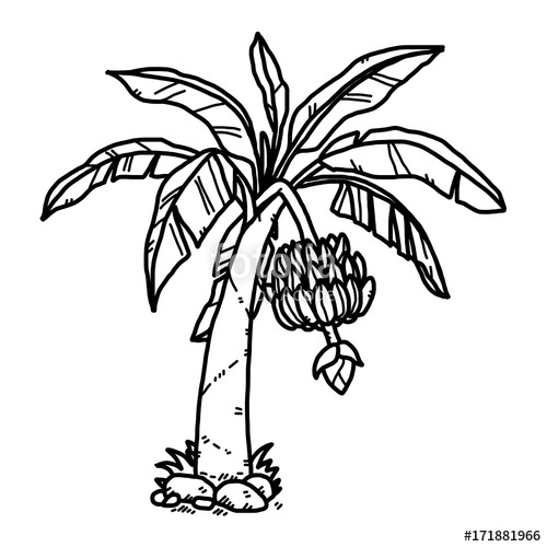 500x500 Banana Tree Cartoon Vector And Illustration, Black And White