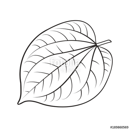 500x500 Black Outline Betel Leaf Vector Drawing Stock Image And Royalty