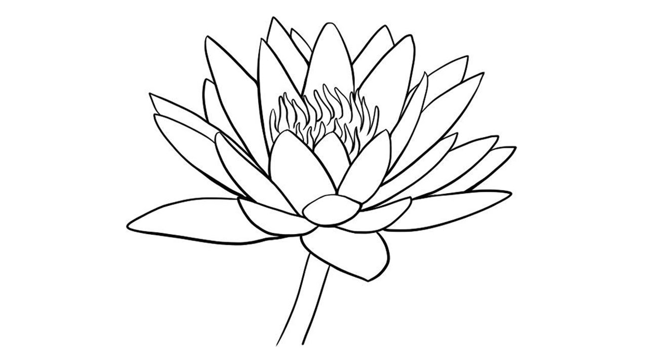 1280x720 How To Draw Water Lily Easily Step By Step