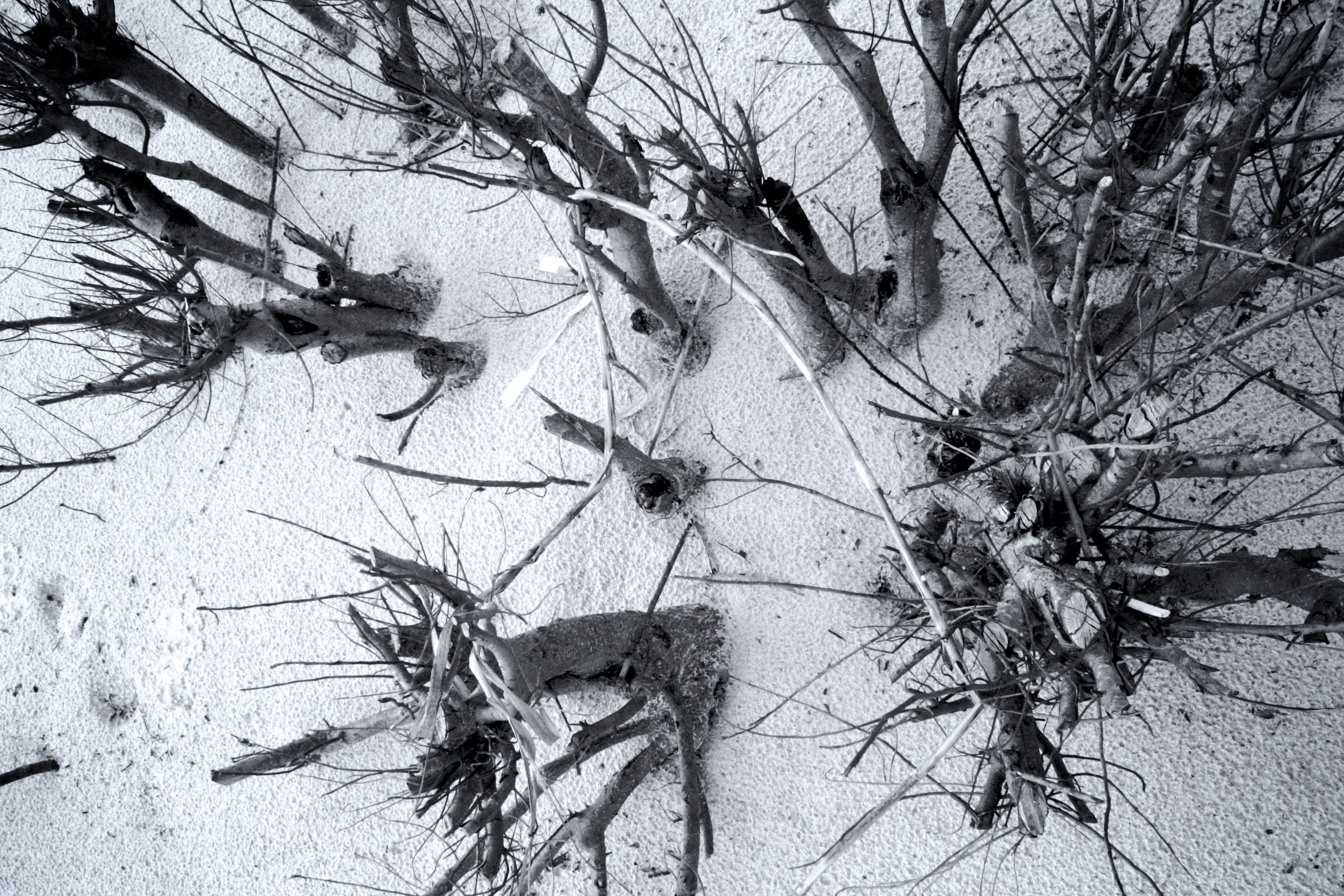 3372x2248 Free Images Tree, Branch, Snow, Winter, Black And White, Leaf