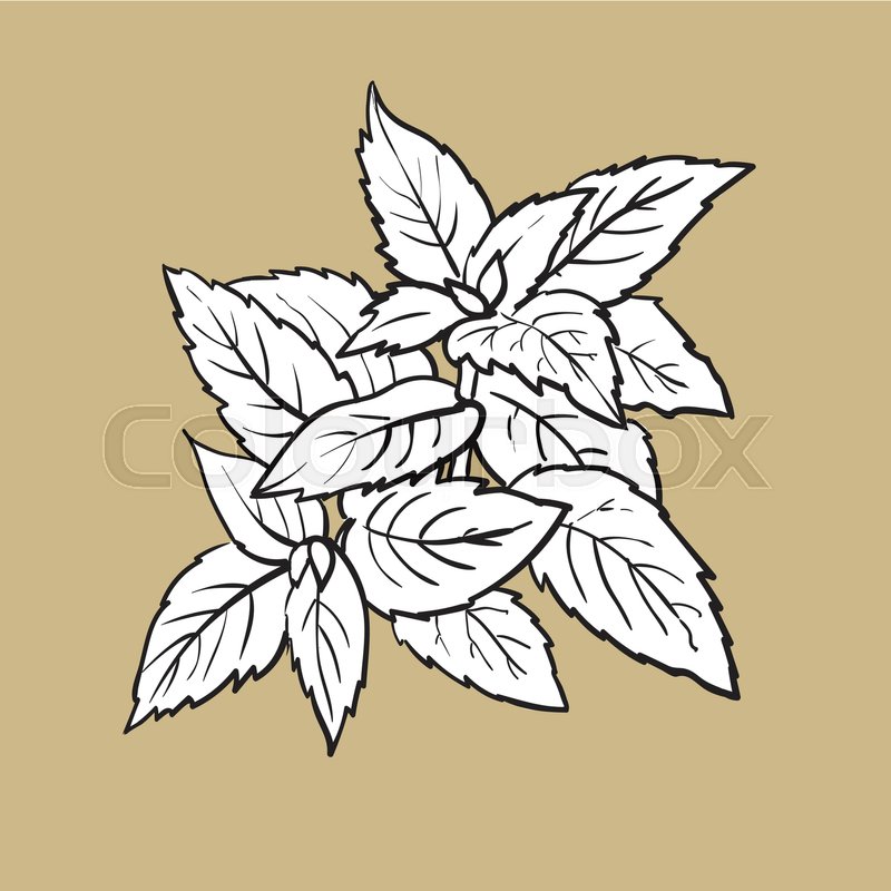 800x800 Mint Herbs Ingredients, Black And White Outline Sketch Style