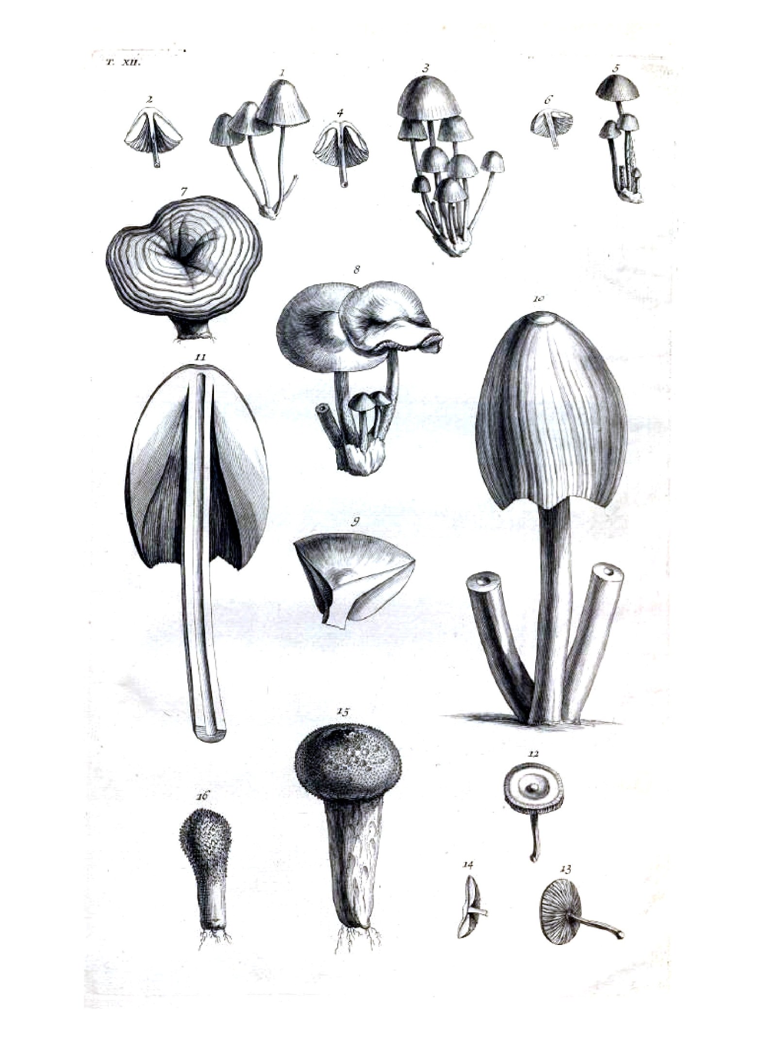 1560x2145 Botanical Black And White Mushrooms Botanicon Parisiense