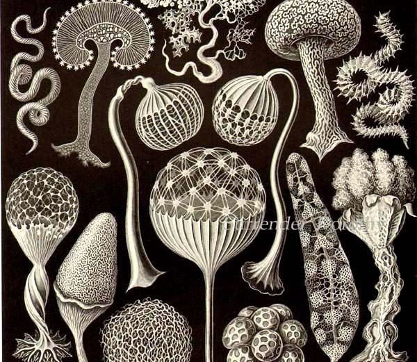 600x521 95 Best Mushrooms Drawings Images On Fungi, Mushrooms