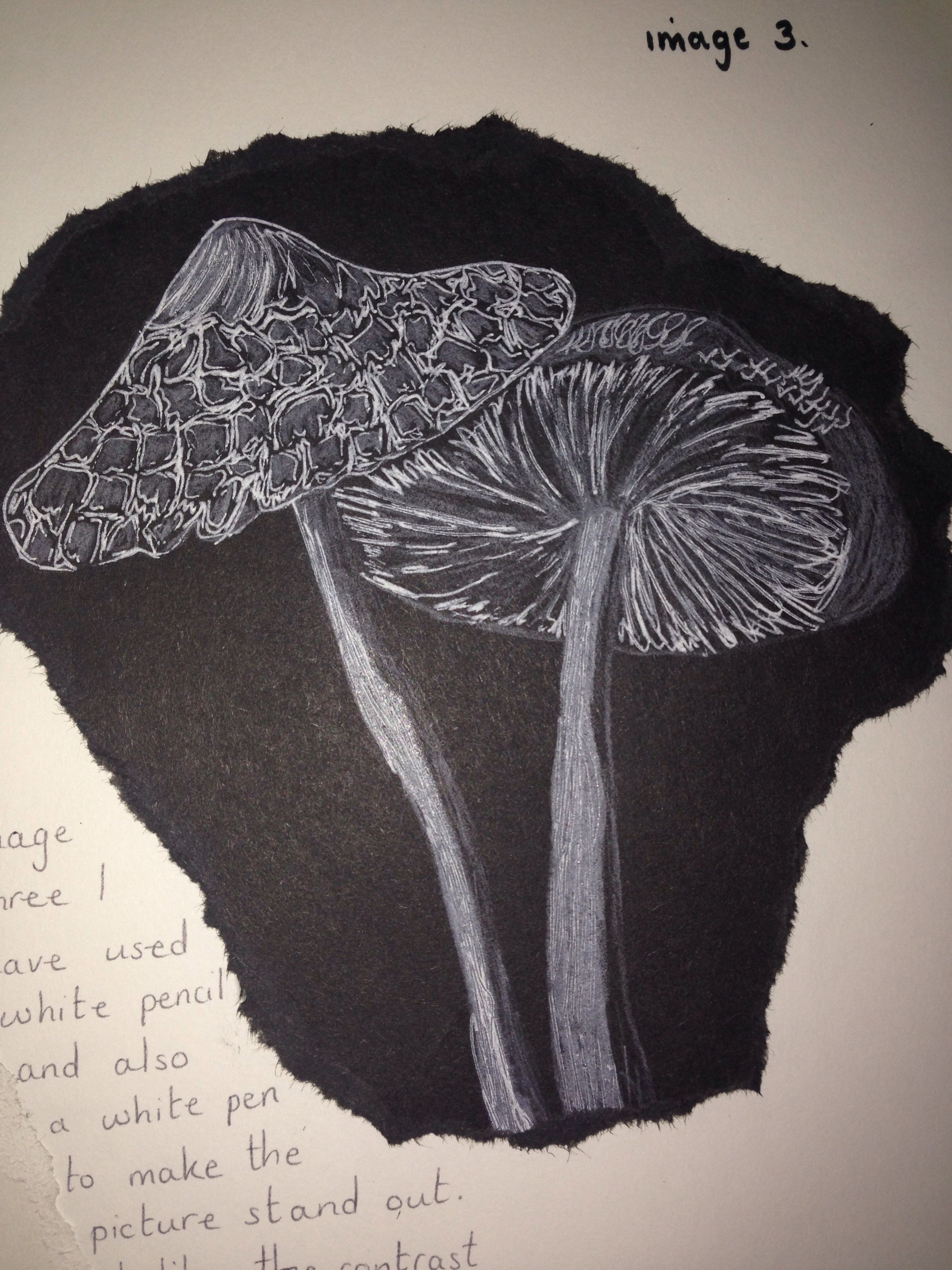 2448x3264 Art Drawings Sketch Two Mushrooms Mushroom White Pen White