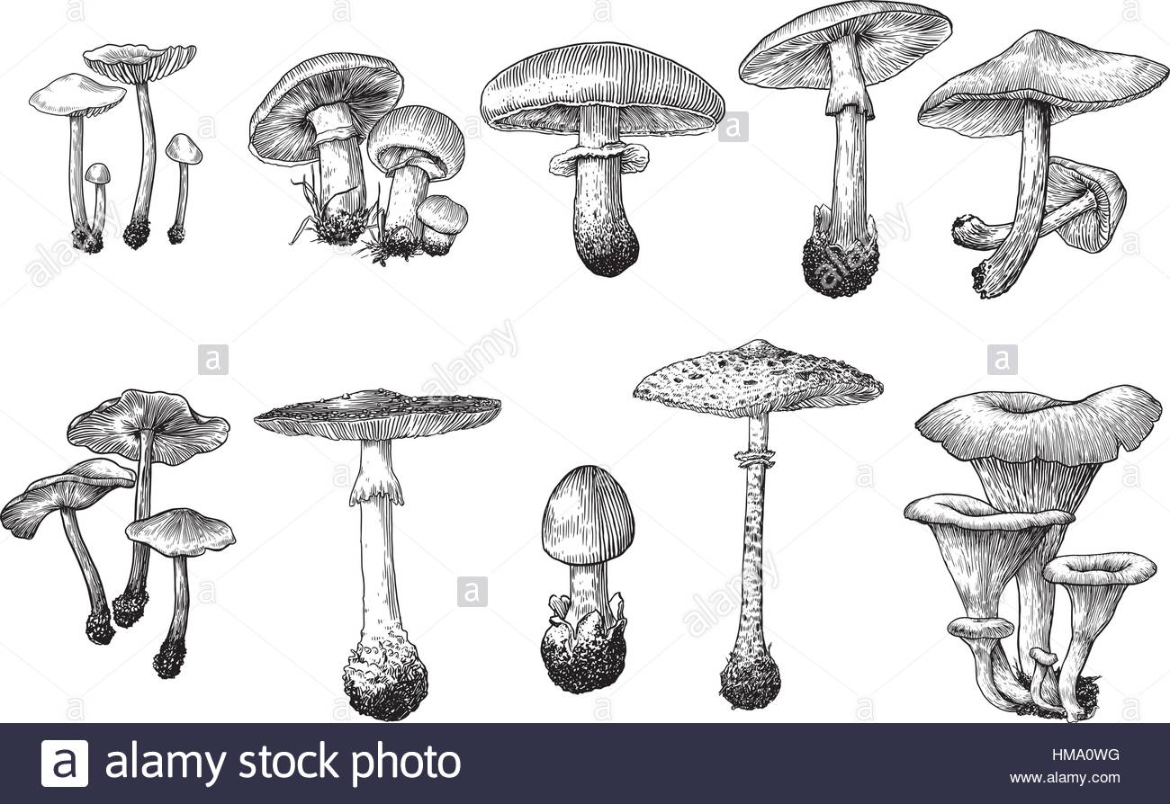 1300x894 Mushroom Collection Illustration Drawing, Engraving, Line Art