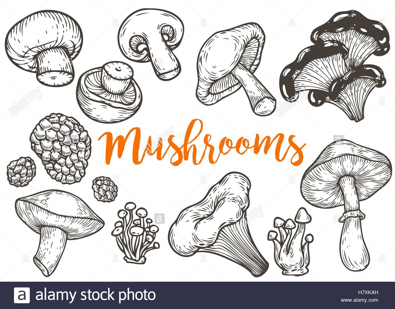 1300x1018 Mushroom Hand Drawn Sketch Vector Illustration. Mushroom Shiitake