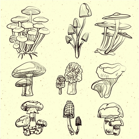 468x467 Mushroom Icons Collection Black White Handdrawn Sketch Vectors