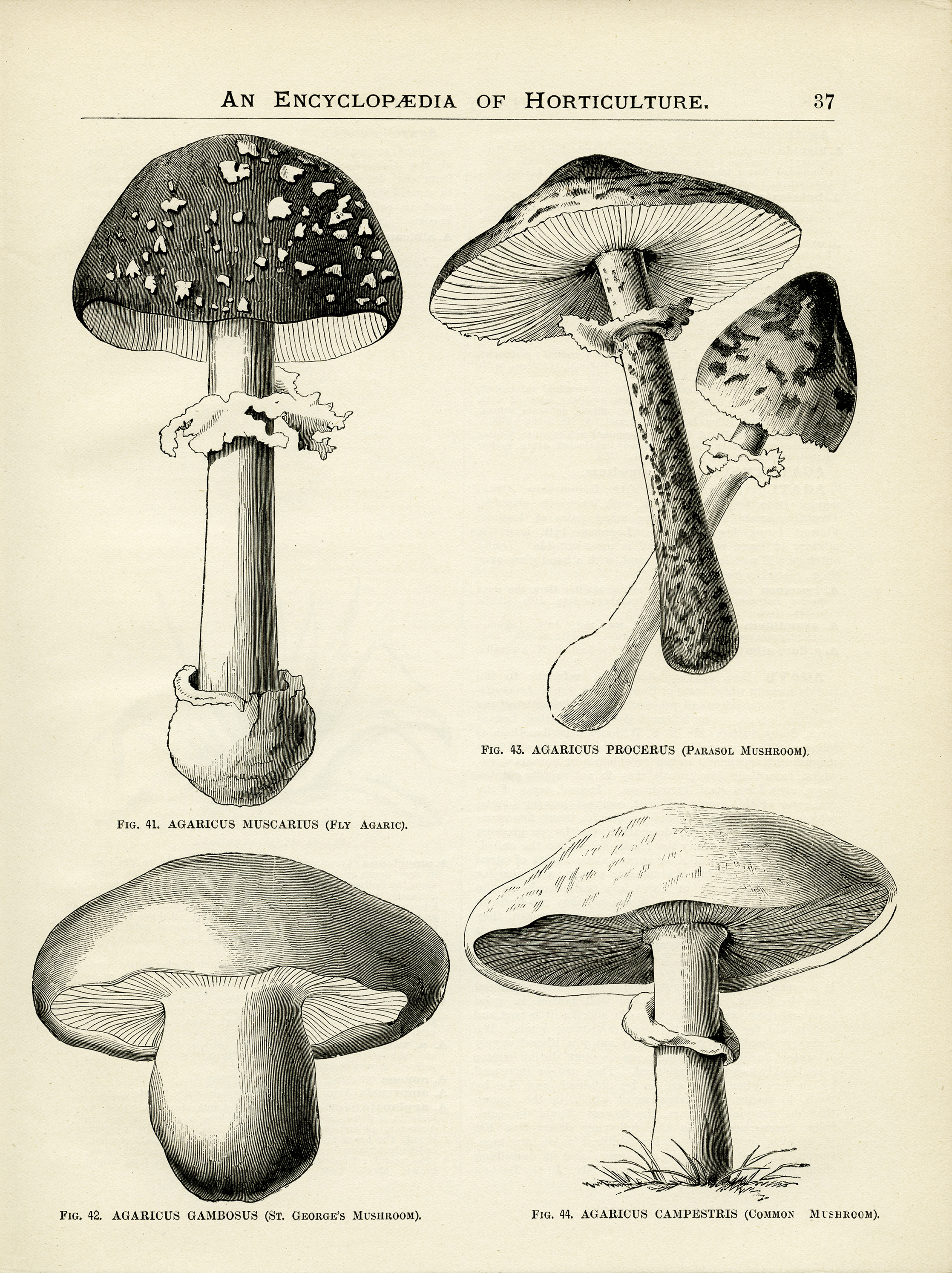 2235x2988 Mushrooms Page And Clip Art Old Design Shop Blog
