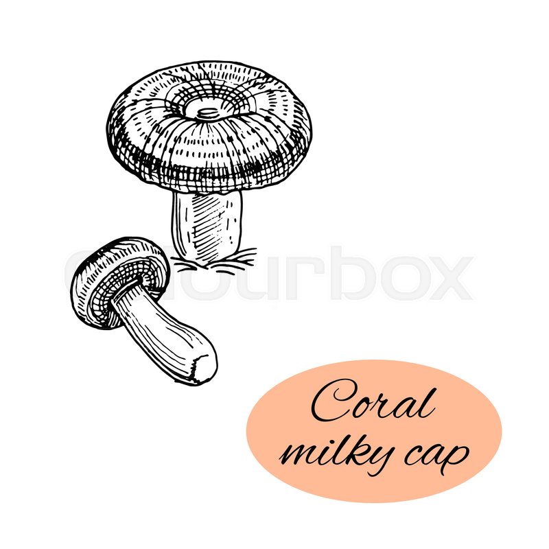 800x800 Sketch Of Coral Milky Cap. Black Hand Drawn Mushrooms On White