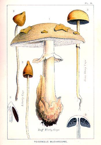 350x500 Vintage Botanical Graphics, Clip Art Mushroom, Black And White