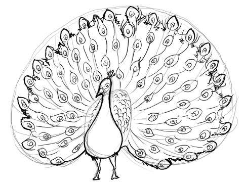 480x366 Drawn Peacock