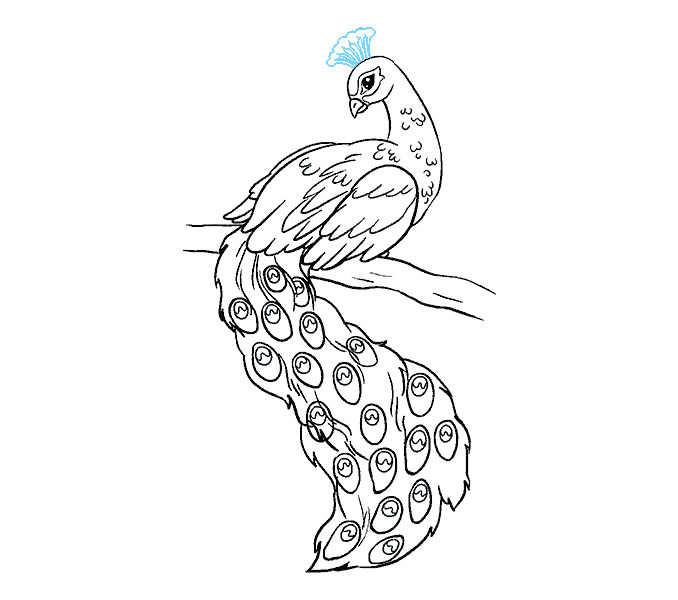 678x600 How To Draw A Peacock In A Few Easy Steps Easy Drawing Guides